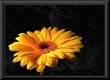 Gerbera Wallpaper Preview