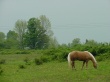 Horse Nature Предпросмотр Обоев