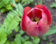 Tulip Предпросмотр Обоев
