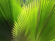 Green Plant Wallpaper Preview
