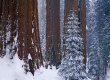 Winter Lyoopod Предпросмотр Обоев