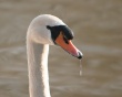 Swan on water Предпросмотр Обоев