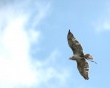 Hawk on sky Wallpaper Preview