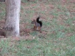 Squirrel Предпросмотр Обоев