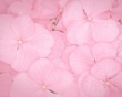 Pink petals Предпросмотр Обоев