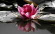 Water Lily Wallpaper Preview