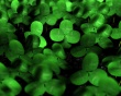 Green Clover Предпросмотр Обоев