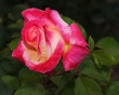 Bright Rose Предпросмотр Обоев