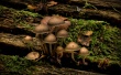 Jubilee Mushrooms Wallpaper Preview