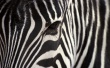 Leopard Zebra Предпросмотр Обоев