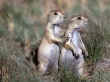 Two Gorund Squirrels Предпросмотр Обоев