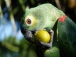 Eating Fruits Предпросмотр Обоев