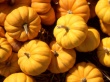 Pumpkins Предпросмотр Обоев