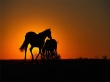 Sunset Horses Предпросмотр Обоев