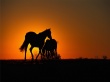 Sunset Horses Wallpaper Preview