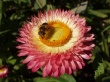 Bee on flower Предпросмотр Обоев