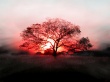 Sunset tree Предпросмотр Обоев