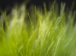 Vista grass Wallpaper Preview