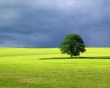 Landscape Tree Wallpaper Preview