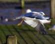 Seagull Take Off Wallpaper Preview
