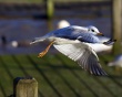 Seagull Take Off Предпросмотр Обоев