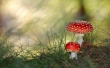 Mushrooms Предпросмотр Обоев