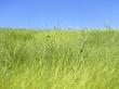 Fresh Grassland Предпросмотр Обоев