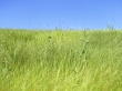 Fresh Grassland Wallpaper Preview