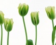 More Green Tulips Wallpaper Preview