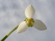 Snowdrop Head Предпросмотр Обоев