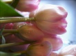 Tulips Dew Wallpaper Preview