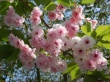 Pink Blossoms Предпросмотр Обоев