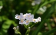 Silky Flowers Предпросмотр Обоев