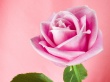 Pink Shadow Rose Предпросмотр Обоев