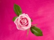 Rose in Deep Pink Wallpaper Preview