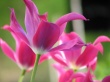 Open Tulips Предпросмотр Обоев