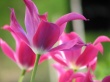 Open Tulips Wallpaper Preview