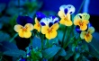 Pansies Wallpaper Preview