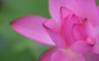 Pink Wisp Flower Предпросмотр Обоев