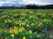 Yellow Hill Flowers Предпросмотр Обоев