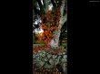 Autumn tree Wallpaper Preview