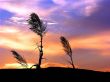 Sunset over grass Wallpaper Preview