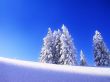 Frozen trees Предпросмотр Обоев