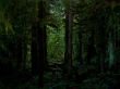 Dark forest Предпросмотр Обоев