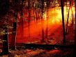 Red sunset Предпросмотр Обоев