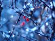 Frozen fruits in winter Wallpaper Preview