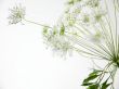 Nice white flowers Wallpaper Preview