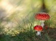 Two mushrooms Предпросмотр Обоев