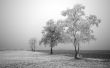 Frozen field and trees Предпросмотр Обоев