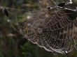 Wet spider web Предпросмотр Обоев